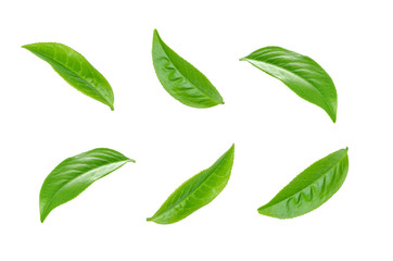 Green tea leaf collection isolated on white background