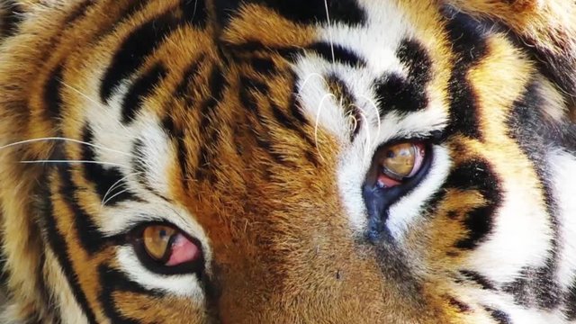 The tiger eyes close-up