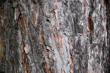 wood