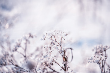 Dry flowers in a meadow covered with crystals of sparkling snow-white hoarfrost. Sparkling snowflakes in the sunlight. wonderful winter magic photo. very soft selective focus.