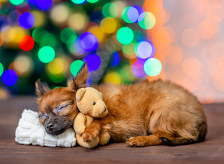 Fototapeta na wymiar Cute tiny toy terrier puppy hugs toy bear and sleeps on pillow on festive Christmas background