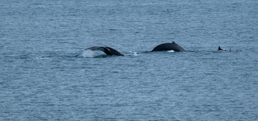 Obraz premium A pod of humpback whales feeding on the shores of Greenwich Island, South Shetand Islands, Antartica