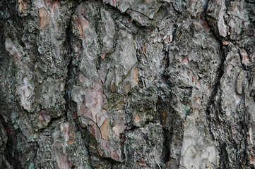 wood
