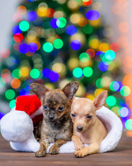 Two sleepy toy terrier puppies lying inside red santa`s hat with Christmas tree on background