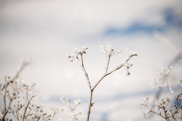 Dry flowers in a meadow covered with crystals of sparkling snow-white hoarfrost. Sparkling snowflakes in the sunlight. wonderful winter magic photo. very soft selective focus.