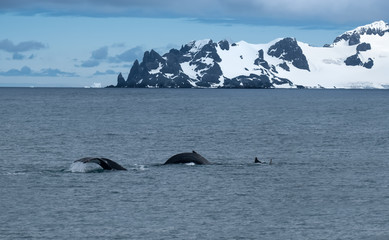 A pod of humpback whales feeding on the shores of Greenwich Island, South Shetand Islands, Antartica