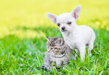 Portrait of a chihuahua puppy and a kitten on green summer grass. Empty space for text