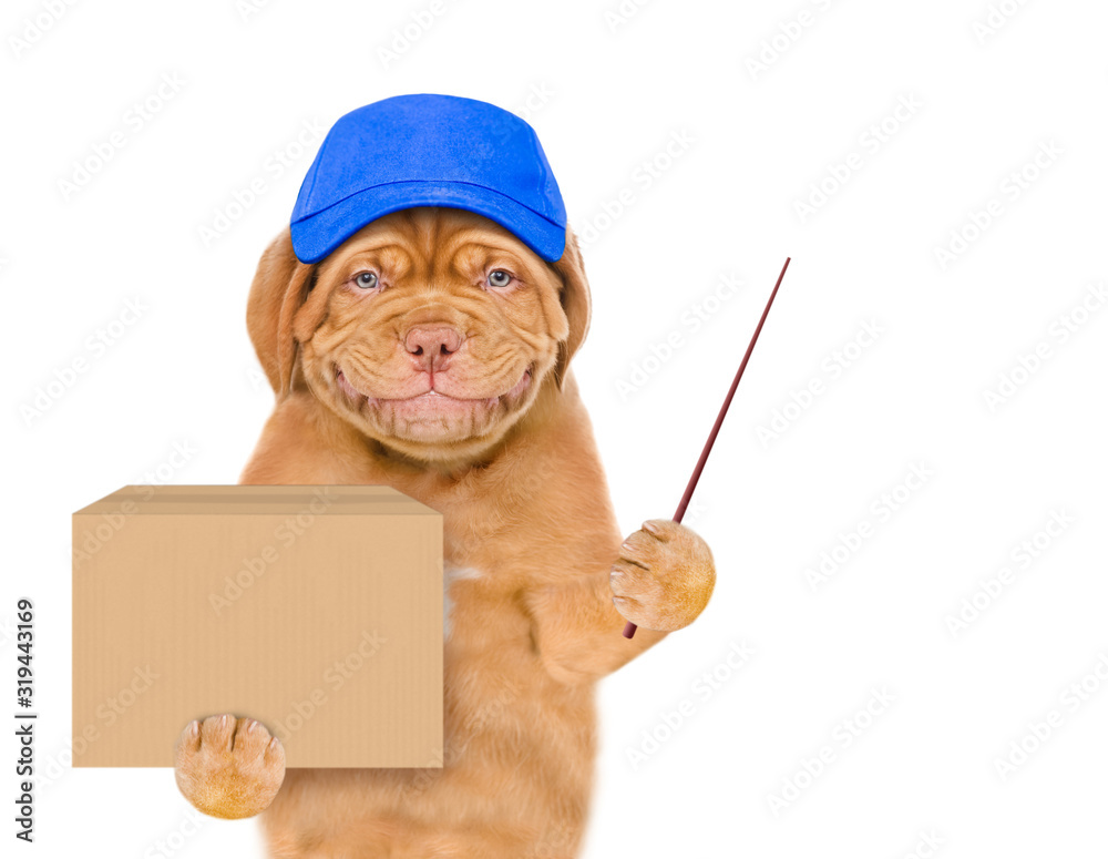 Poster Smiling puppy wearing a blue cap  holds big box and points away on empty space. isolated on white background
