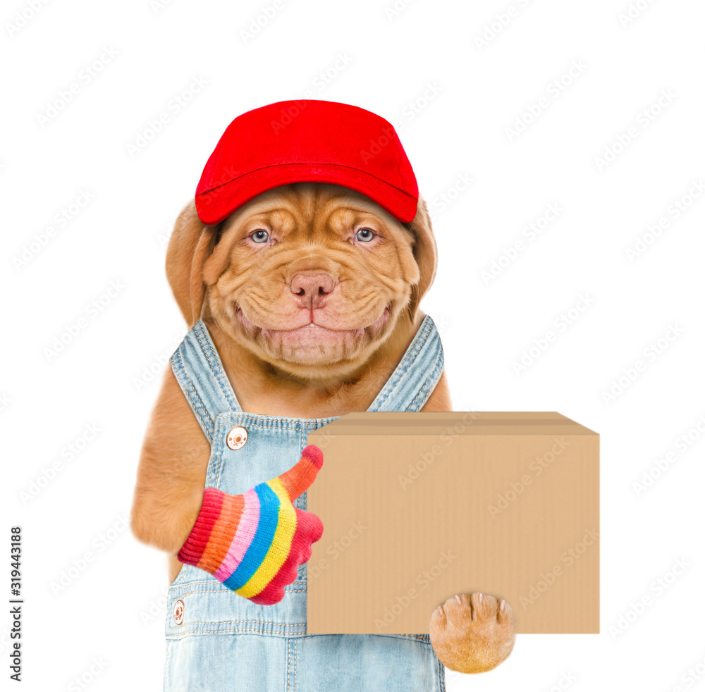 Poster smiling puppy wearing a red cap holds big box and shows thumbs up gesture. isolated on white backgro