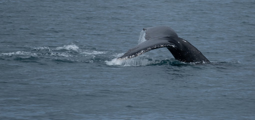 A pod of humpback whales feeding on the shores of Greenwich Island, South Shetand Islands, Antartica