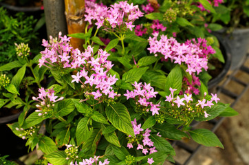 Beautiful blooming Egyptian star cluster ,Star flower (Pentas lanceolata) is tropical woody-based perennial flowering plant in variety color include pink, mauve, white use as ornamental houseplant