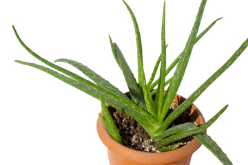 aloe vera plant fresh and green leaf