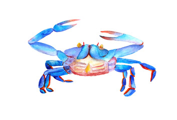 Watercolor blue vibrant alive marine male crab raised claws over his head. Front view of the abdomen, belly. Ocean crawfish is ready to attack. Isolated on white background