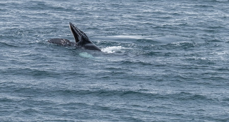 Fototapeta premium A pod of humpback whales feeding on the shores of Greenwich Island, South Shetand Islands, Antartica