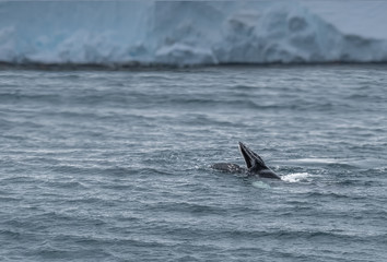 Fototapeta premium A pod of humpback whales feeding on the shores of Greenwich Island, South Shetand Islands, Antartica