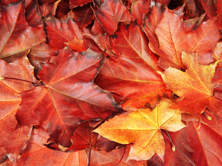 autumn background forest with maple trees and sunny beams