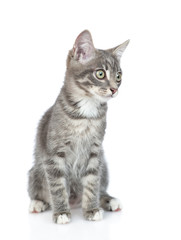 Cat sits in front view and looks away. isolated on white background