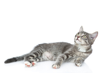 Curious cat lies and looks up. isolated on white background