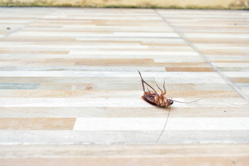one creepy cockroach dead on floor with insecticide killing