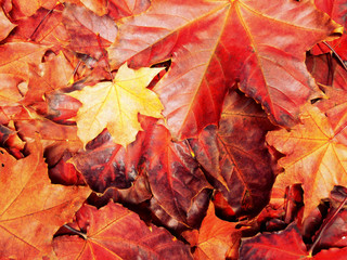 autumn background forest with maple trees and sunny beams
