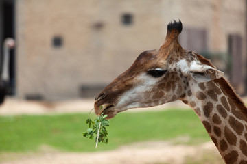 Giraffe pulling a face for the camera