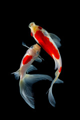Naklejka premium Koi fish isolated on black background with clipping path