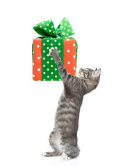 Tabby cat holds big gift box. isolated on white background