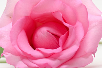 beautiful pink rose flower blooming