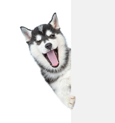 Laughing husky puppy winks with open mouth from behind empty white banner. isolated on white background