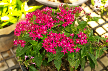 Beautiful blooming Egyptian star cluster ,Star flower (Pentas lanceolata) is tropical woody-based perennial flowering plant in variety color include pink, mauve, white use as ornamental houseplant