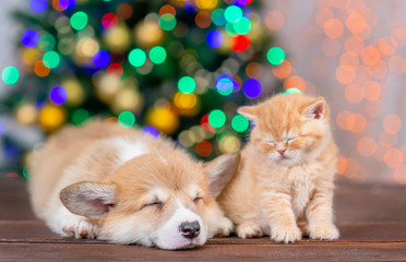 Pembroke welsh corgi puppy sleeps with sleepy kitten on festive Christmas background
