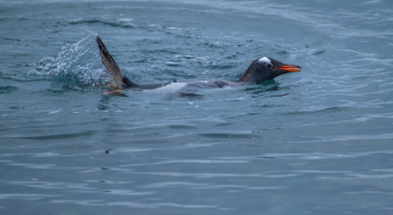 Obraz premium Gentoo penguin merrily porpoising in the Southern Ocean near Greenwich Island, South Shetland Islands, Antarctica