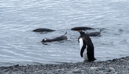 Gentoo penguins swim and stand along the shores of Yankee Harbour, Greenwich Island, South Shetland Islands, Antarctica