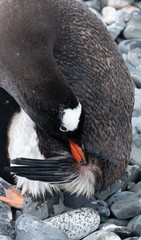 Gentoo penguin reaching to its uropygial gland to get oild to preen, waterproof its feathers,...