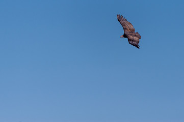 Fototapeta na wymiar A White-headed vulture -Trigonoceps occipitalis- circling over Etosha National Park, Namibia.