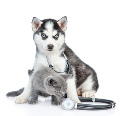 Siberian Husky puppy with stethoscope on his neck sits with a british kitten. isolated on white background