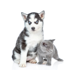 Portrait of a Siberian Husky puppy and british kitten. isolated on white background