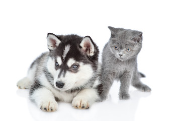Siberian Husky puppy and british kitten look away together. isolated on white background