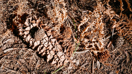 southwest USA, Sequoia and Kings Canyon National Park California comparison of tree cones