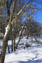 Parque Nacional Villarrica