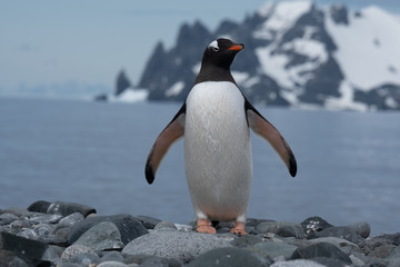 Closeup of a cute Gentoo penguin clumsily walking on a beach at Yankee Harbour, Greenwich Island, South Shetland Islands, Antarctica © Luis