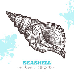 Sketch Hand Drawn Seashell