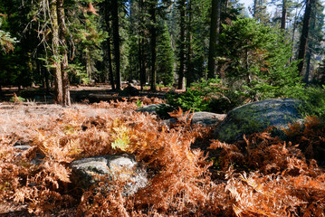 southwest USA, Sequoia and Kings Canyon National Park California