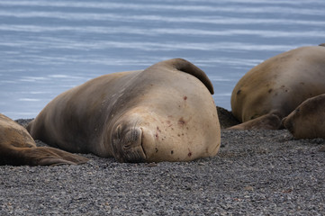 Elephant seals taking a nap on a beach at Yankee Harbour, Greenwich Island, South Shetland Islands, Antarctica