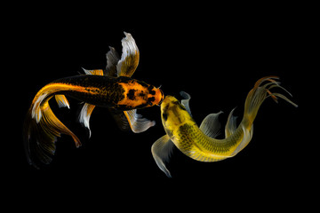 Koi fish isolated on black background with clipping path