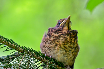 young song thrush bird in pine tree