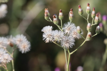 micro shot of white spring flowers