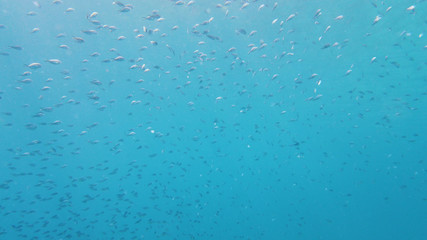 A school of tropical fish in blue water. Reef underwater with fishes and marine life. Shoal of...