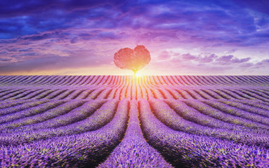 Naklejka na ściany i meble provance - beautiful, loving lavender landscape
