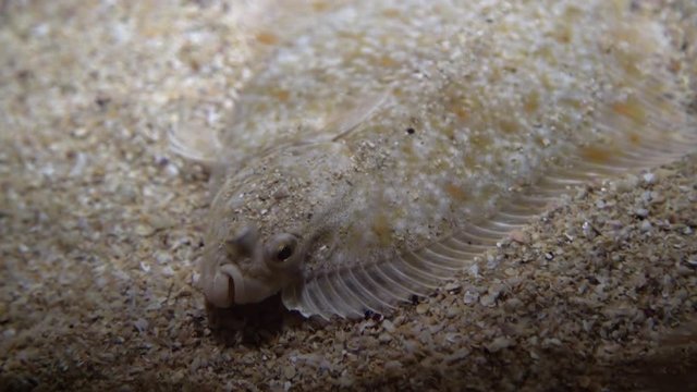 Flatfish - Pleuronectidae. Flat fish laying under the sand on the sea bottom, camouflage on the ocean floor.